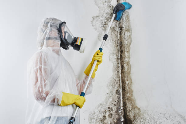 Best Mold Remediation for Specific Building Types in Live Oak, FL