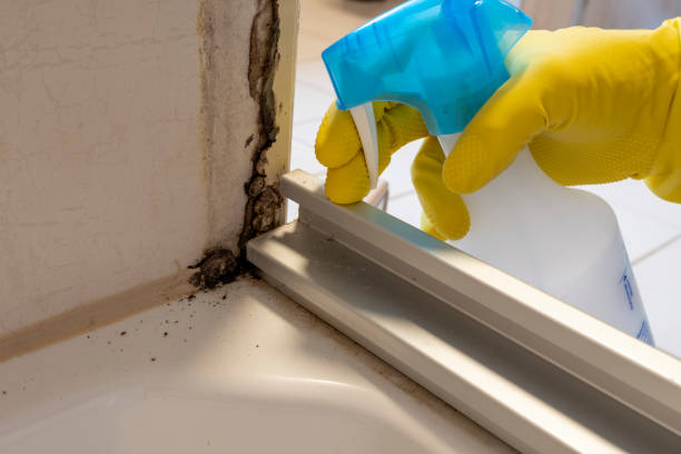 Best Post-Flood Mold Remediation in Live Oak, FL