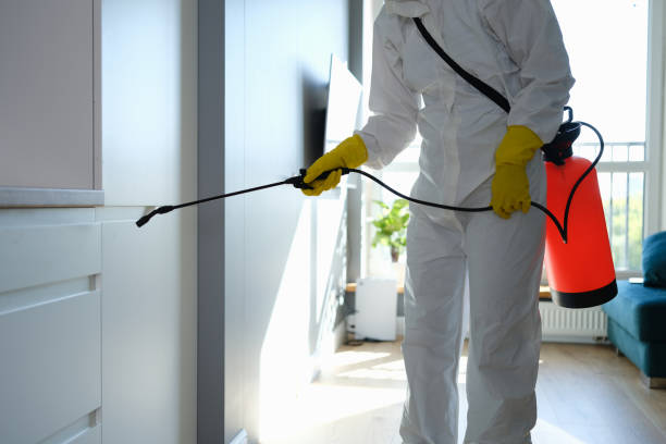 Best Black Mold Remediation in Live Oak, FL
