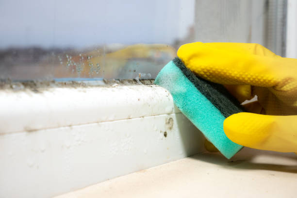 Best Attic Mold Remediation in Live Oak, FL