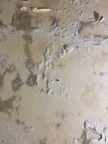 Best DIY Mold Remediation Support Services in Live Oak, FL