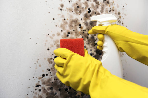 Professional Mold Remediation in Live Oak, FL