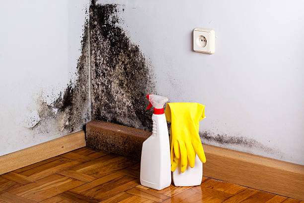 Best HVAC Mold Remediation in Live Oak, FL